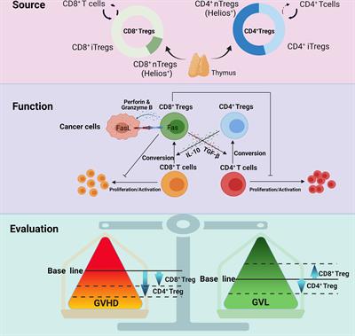 Newly Found Peacekeeper: Potential of CD8+ Tregs for Graft-Versus-Host Disease